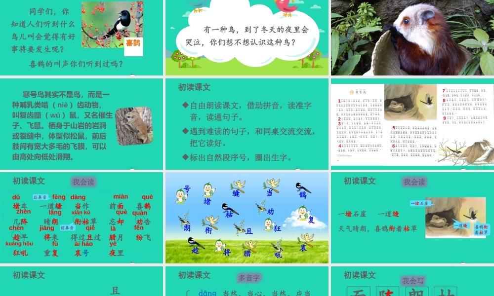 课文4 13 寒号鸟课件