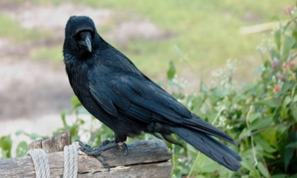 （秋季版）一年级语文上册 课文4 13 乌鸦喝水课件3 新人教版-新人教版小学一年级上册语文课件