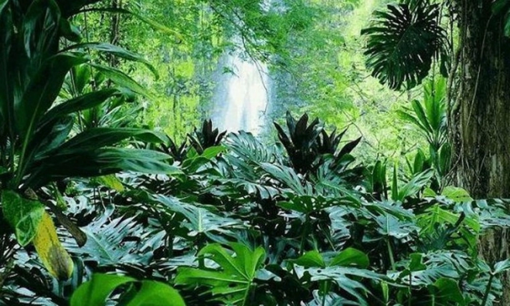 （秋季版）一年级语文上册 课文4 雨后的森林课件1 语文S版-语文S版小学一年级上册语文课件