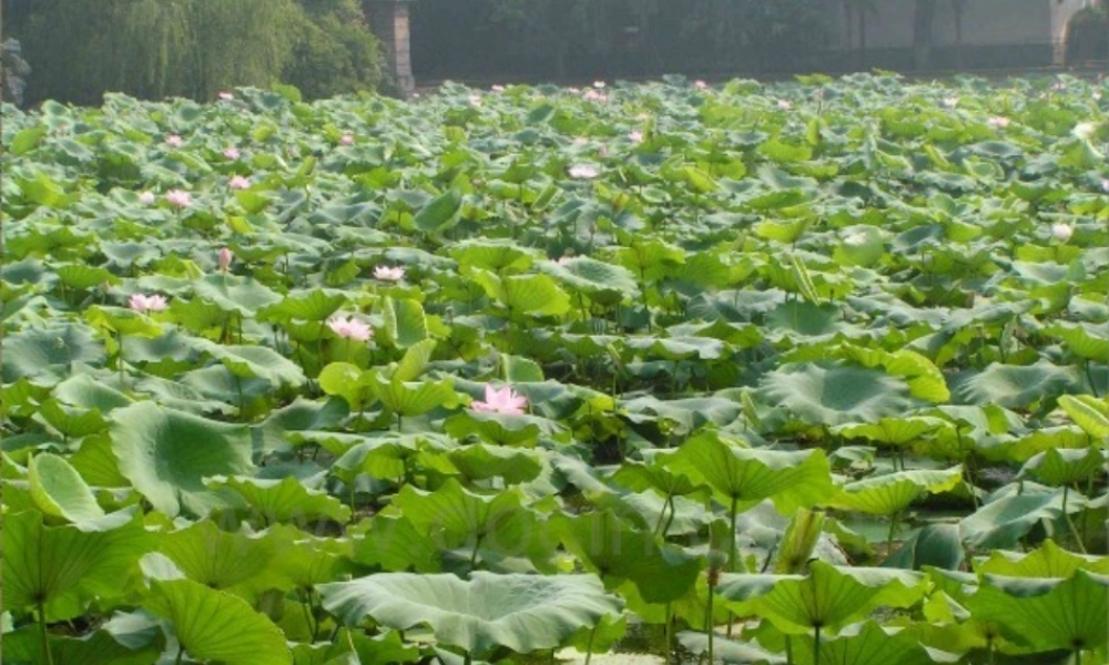 （秋季版）一年级语文上册 课文5 江南课件1 语文S版-语文S版小学一年级上册语文课件