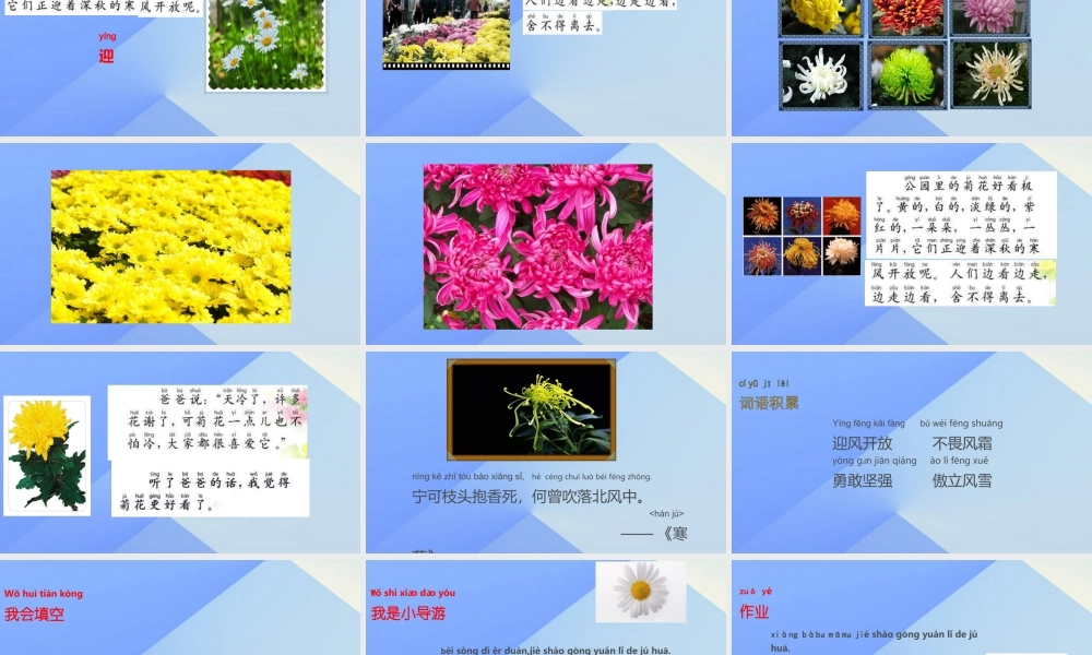 （秋季版）一年级语文上册 课文6 看菊花课件1 苏教版-苏教版小学一年级上册语文课件