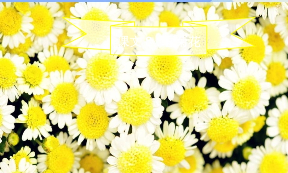 （秋季版）一年级语文上册 课文6 看菊花课件2 苏教版-苏教版小学一年级上册语文课件