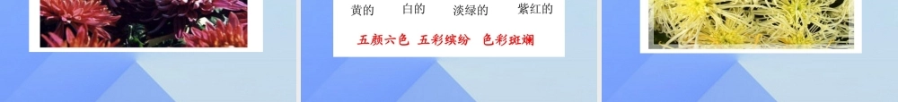 （秋季版）一年级语文上册 课文6 看菊花课件2 苏教版-苏教版小学一年级上册语文课件