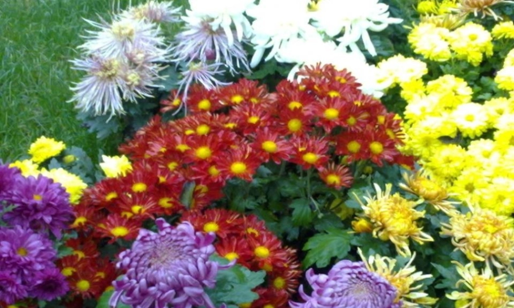 （秋季版）一年级语文上册 课文6 看菊花课件3 苏教版-苏教版小学一年级上册语文课件