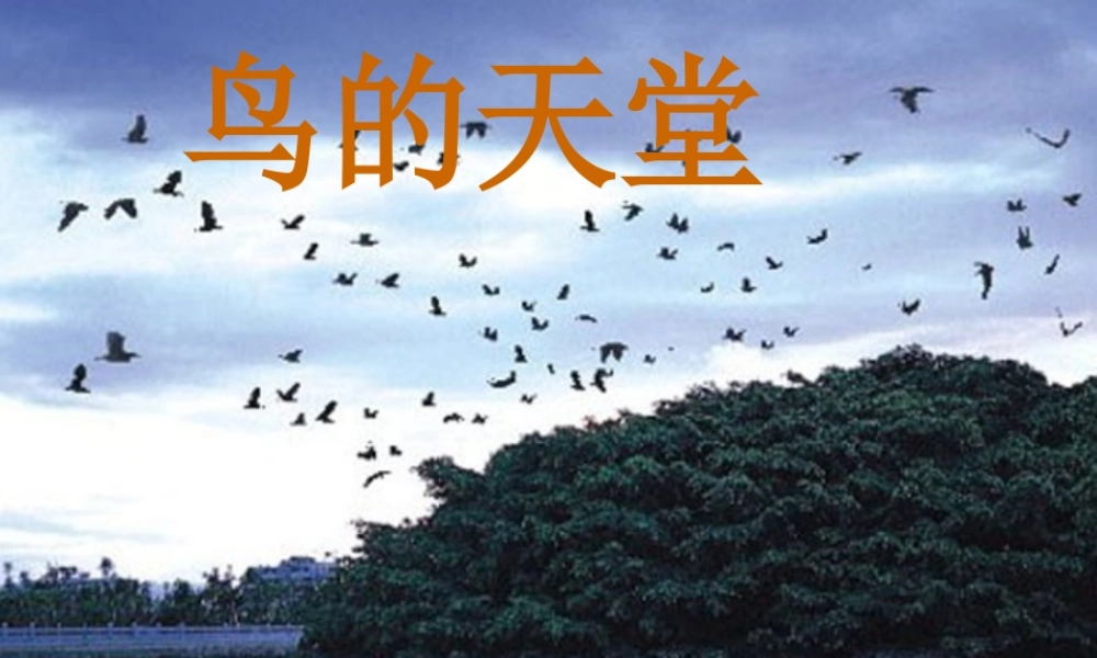 秋四年级语文上册《鸟的天堂》课件2 冀教版-冀教版小学四年级上册语文课件