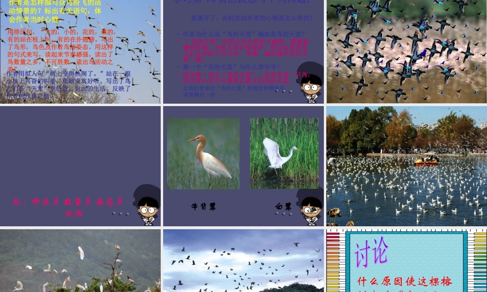 秋四年级语文上册《鸟的天堂》课件2 冀教版-冀教版小学四年级上册语文课件
