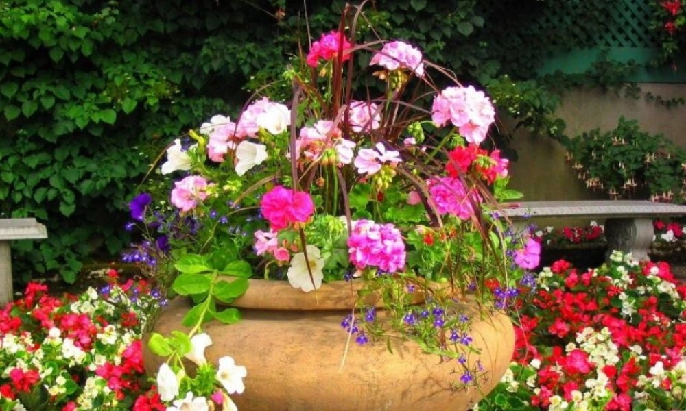 秋四年级语文上册《赏花》课件 冀教版-冀教版小学四年级上册语文课件