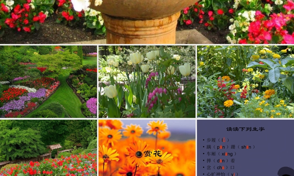 秋四年级语文上册《赏花》课件 冀教版-冀教版小学四年级上册语文课件