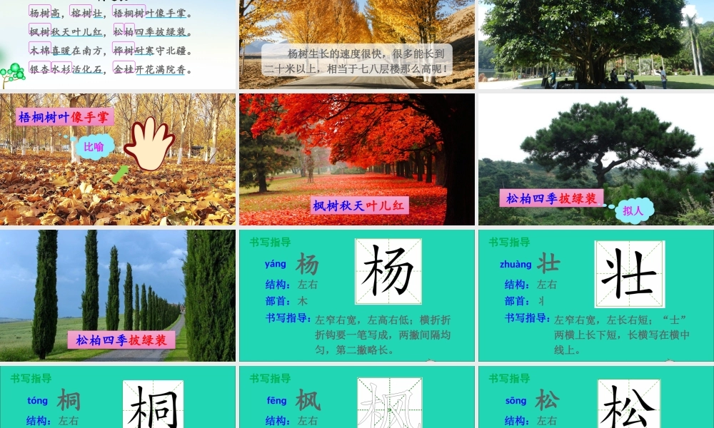 识字 2 树之歌课件