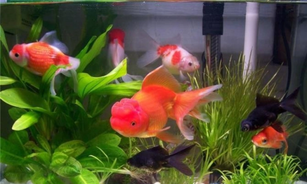 （秋季版）一年级语文上册 课文10 绿色的金鱼课件2 语文S版-语文S版小学一年级上册语文课件