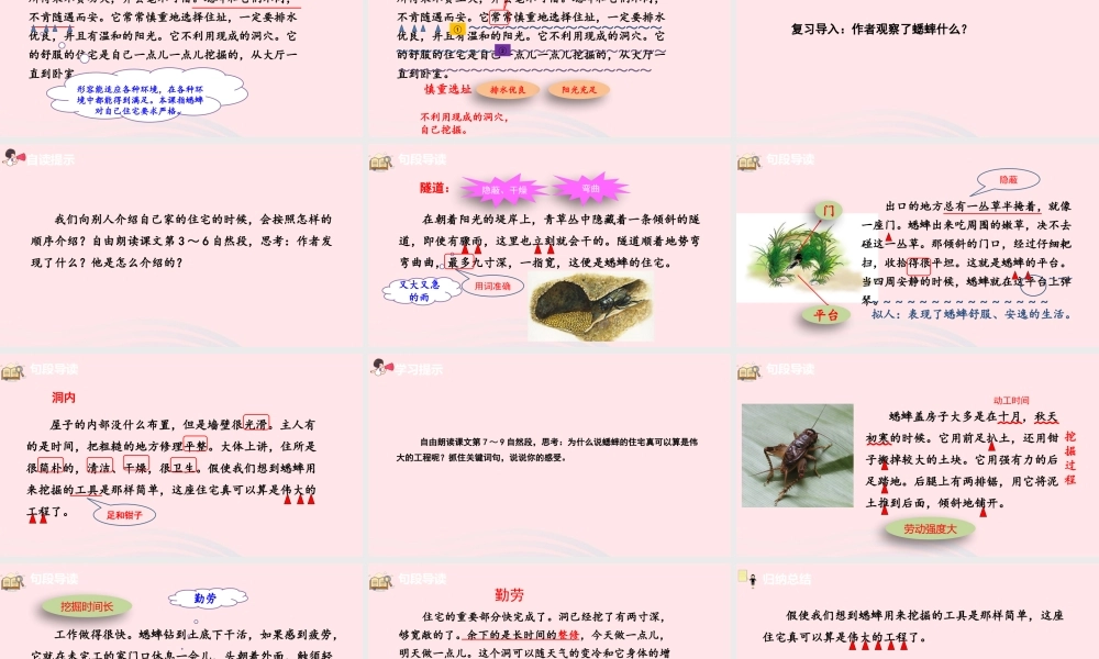 蟋蟀的住宅课件
