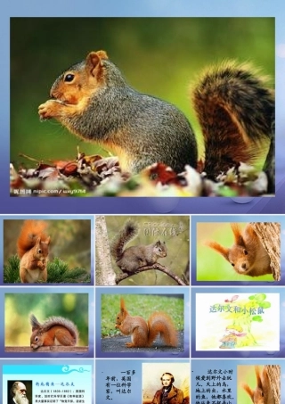 （秋级语文下册 课文4 14《达尔文和小松鼠》课件3 语文S版-语文S级下册语文课件