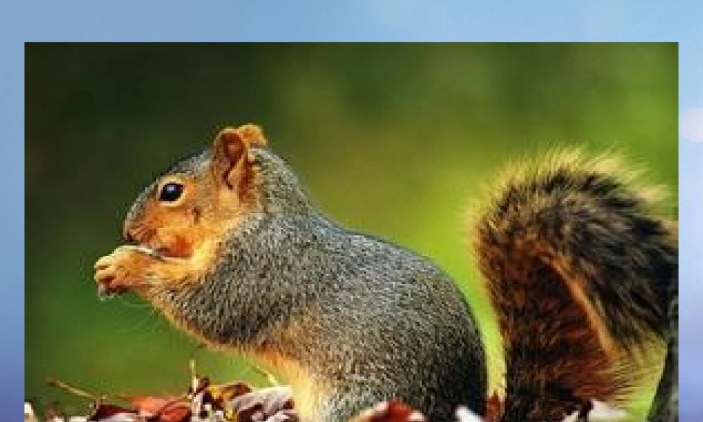 （秋季版）一年级语文下册 课文4 14《达尔文和小松鼠》课件3 语文S版-语文S版小学一年级下册语文课件