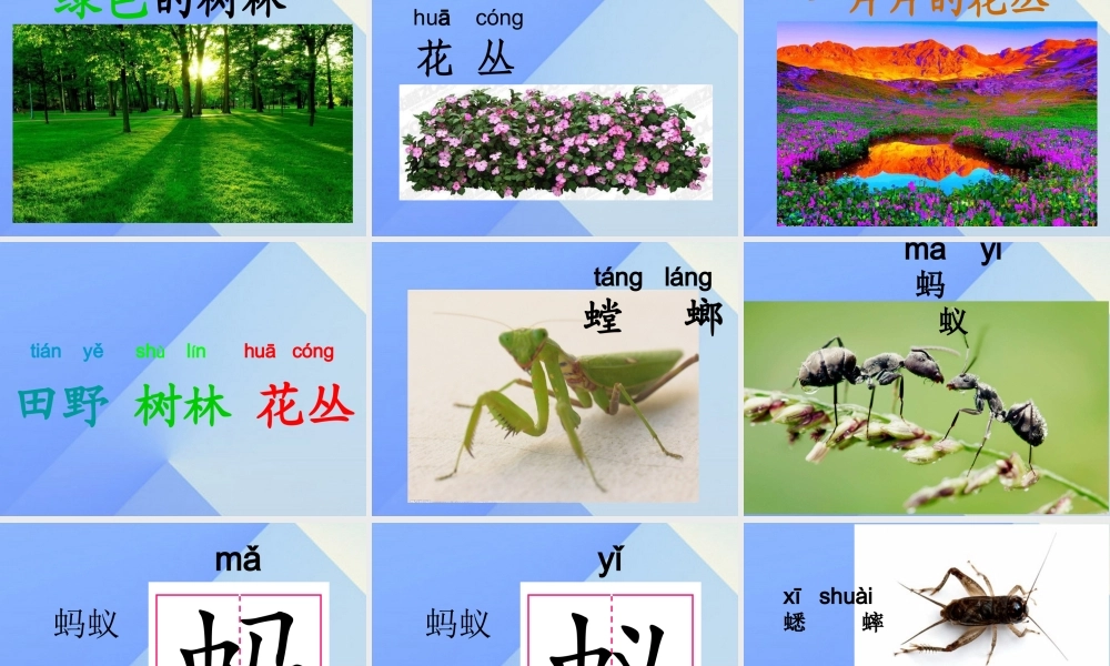 （秋级语文上册 识字5 观察 采集 昆虫课件1 苏教版-苏教级上册语文课件