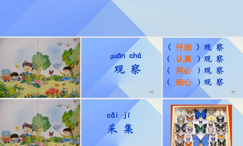 （秋级语文上册 识字5 观察 采集 昆虫课件2 苏教版-苏教级上册语文课件