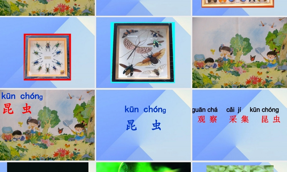 （秋级语文上册 识字5 观察 采集 昆虫课件2 苏教版-苏教级上册语文课件