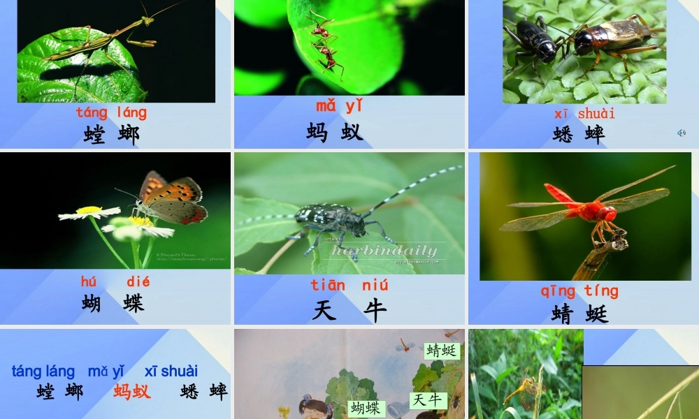 （秋级语文上册 识字5 观察 采集 昆虫课件2 苏教版-苏教级上册语文课件