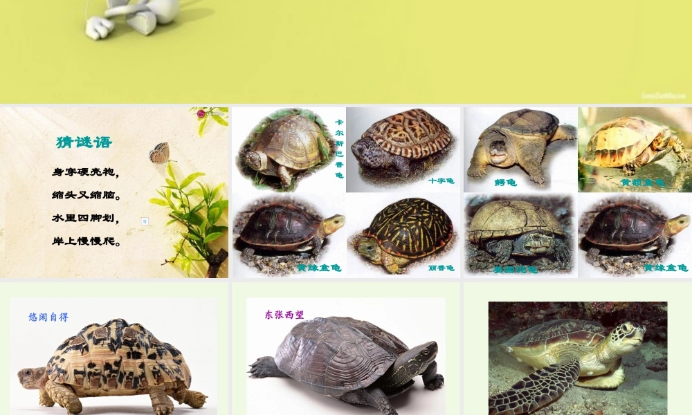 （秋级语文下册 11.2 想飞的乌龟课件2 北师大版-北师大级下册语文课件