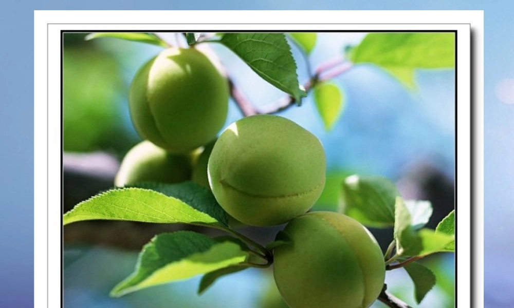 （秋季版）一年级语文下册 课文6 23《望梅止渴》课件 语文S版-语文S版小学一年级下册语文课件