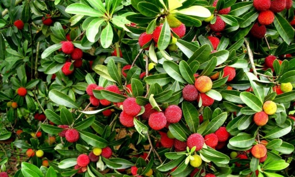 （秋季版）一年级语文下册 课文6 23望梅止渴课件 语文S版-语文S版小学一年级下册语文课件