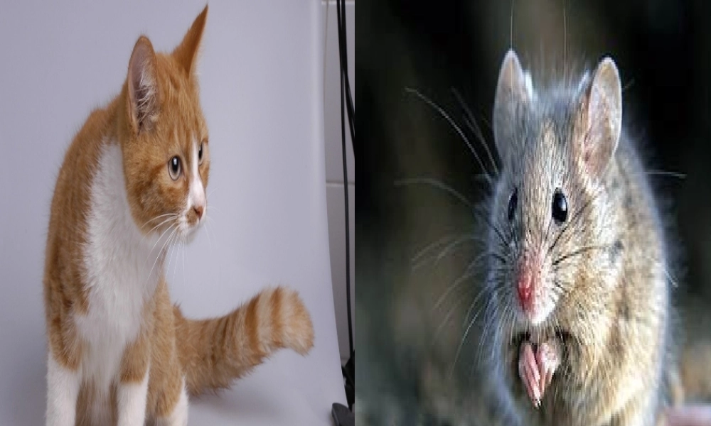 （秋季版）一年级语文下册 识字（二）6 猫和老鼠课件3 语文S版-语文S版小学一年级下册语文课件