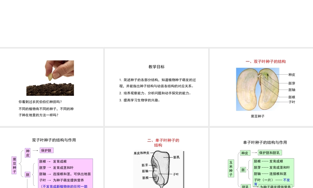 -八年级生物上册 3.1.1 种子萌发的过程课件（1）（新版）冀教版-（新版）冀教版初中八年级上册生物课件