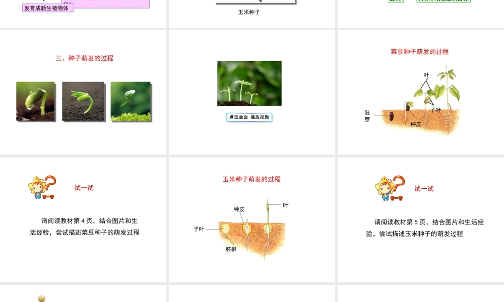 -八年级生物上册 3.1.1 种子萌发的过程课件（1）（新版）冀教版-（新版）冀教级上册生物课件