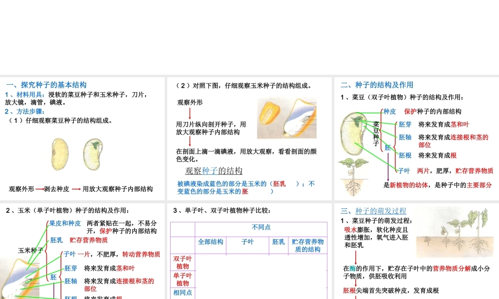-八年级生物上册 3.1.1 种子萌发的过程课件（2）（新版）冀教版-（新版）冀教版初中八年级上册生物课件