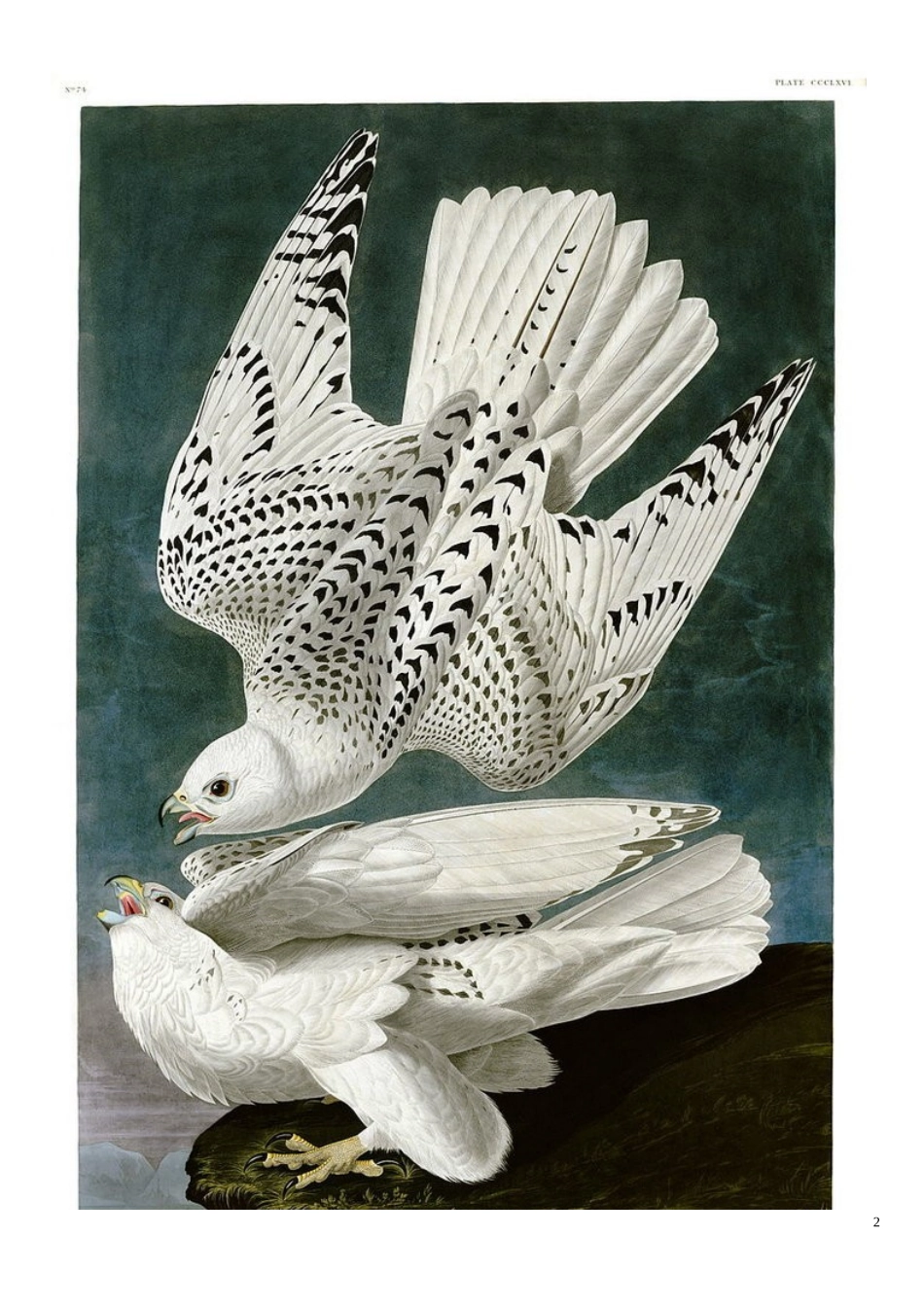 世界上最贵的书和最痴迷鸟的人_第2页