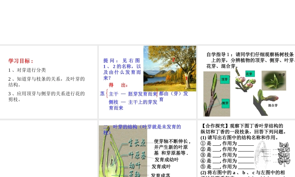 -八年级生物上册 3.1.3 芽的发育课件 （新版）冀教版-（新版）冀教版初中八年级上册生物课件