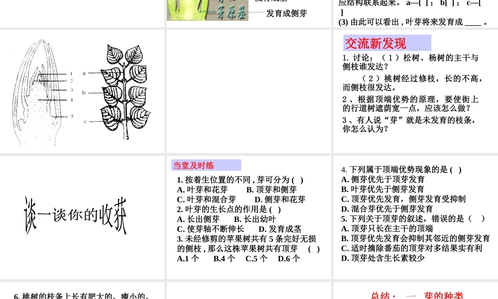 -八年级生物上册 3.1.3 芽的发育课件 （新版）冀教版-（新版）冀教版初中八年级上册生物课件