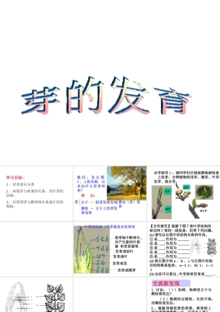 -八年级生物上册 3.1.3 芽的发育课件 （新版）冀教版-（新版）冀教版初中八年级上册生物课件