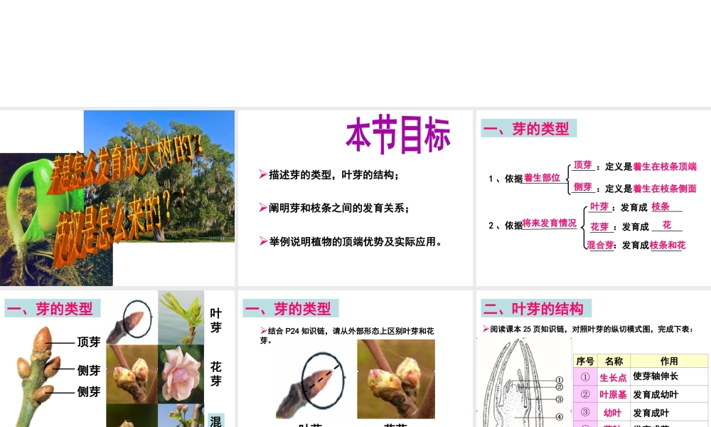 -八年级生物上册 3.1.3 芽的发育课件（1）（新版）冀教版-（新版）冀教版初中八年级上册生物课件