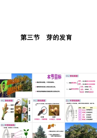 -八年级生物上册 3.1.3 芽的发育课件（1）（新版）冀教版-（新版）冀教版初中八年级上册生物课件