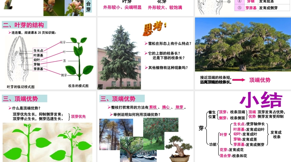 -八年级生物上册 3.1.3 芽的发育课件（1）（新版）冀教版-（新版）冀教级上册生物课件