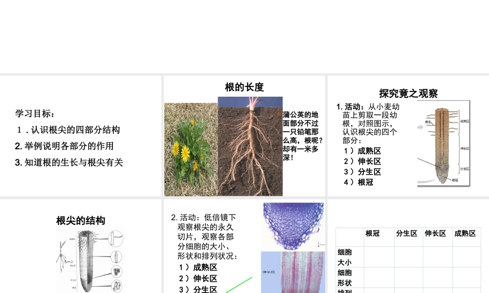 -八年级生物上册 3.2.1 根的生长课件（2）（新版）冀教版-（新版）冀教版初中八年级上册生物课件