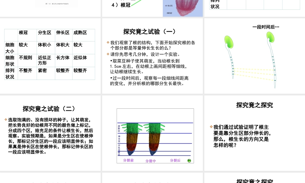-八年级生物上册 3.2.1 根的生长课件（2）（新版）冀教版-（新版）冀教版初中八年级上册生物课件
