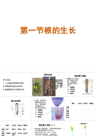 -八年级生物上册 3.2.1 根的生长课件（2）（新版）冀教版-（新版）冀教版初中八年级上册生物课件