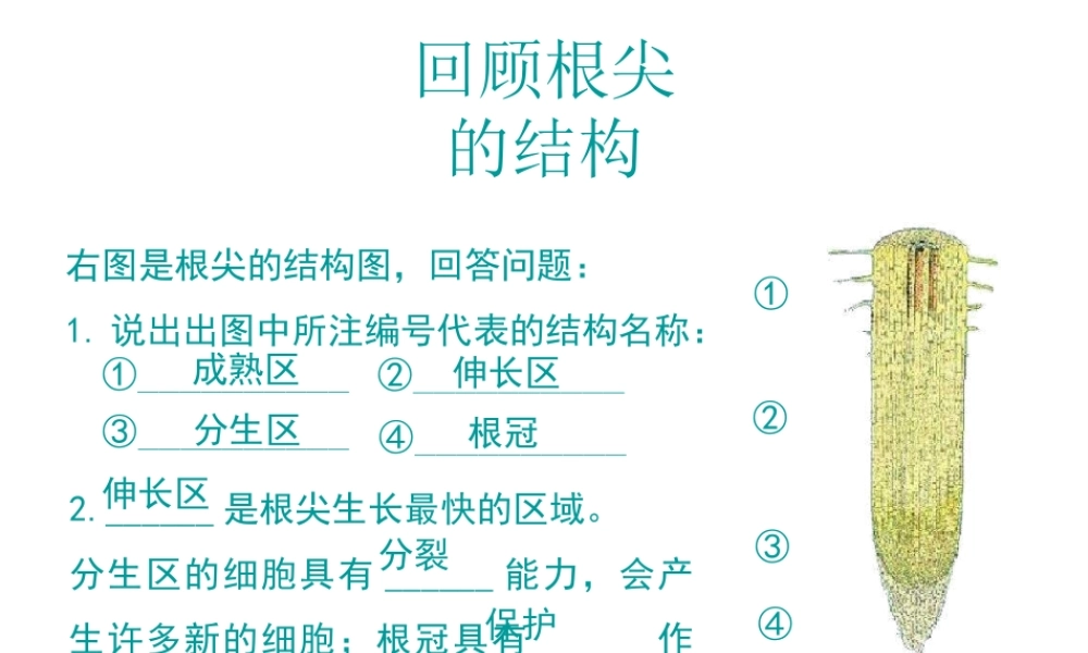 -八年级生物上册 3.2.2 根对水分的吸收课件 （新版）冀教版-（新版）冀教版初中八年级上册生物课件