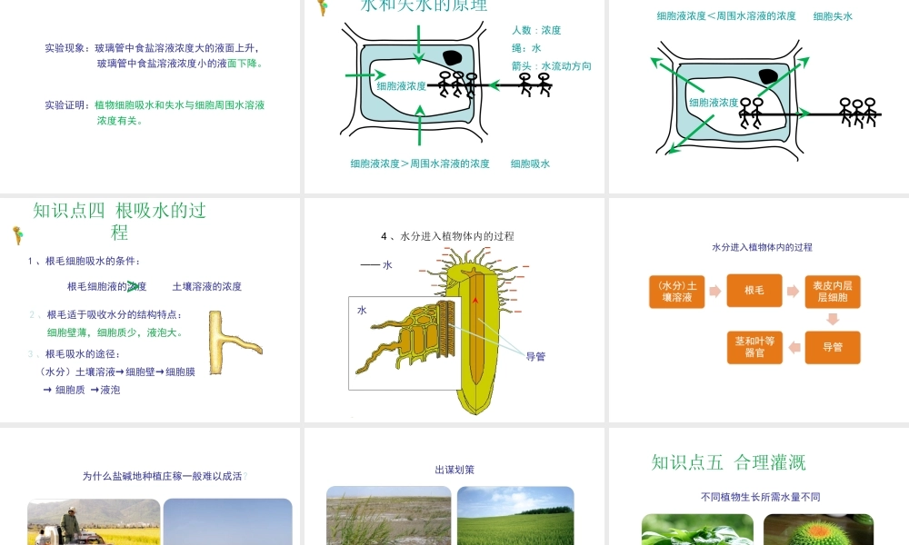 -八年级生物上册 3.2.2 根对水分的吸收课件 （新版）冀教版-（新版）冀教版初中八年级上册生物课件