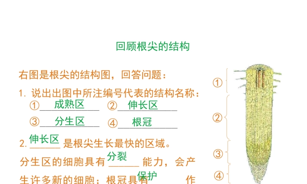 -八年级生物上册 3.2.2 根对水分的吸收课件（1）（新版）冀教版-（新版）冀教版初中八年级上册生物课件