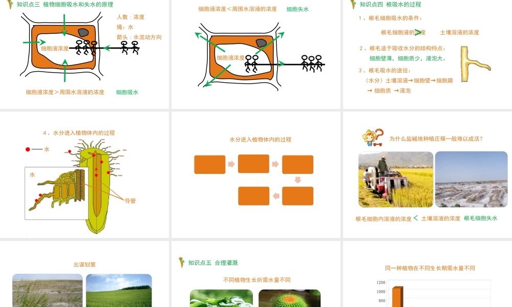 -八年级生物上册 3.2.2 根对水分的吸收课件（1）（新版）冀教版-（新版）冀教版初中八年级上册生物课件