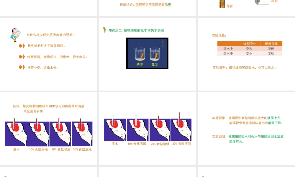 -八年级生物上册 3.2.2 根对水分的吸收课件（1）（新版）冀教版-（新版）冀教级上册生物课件
