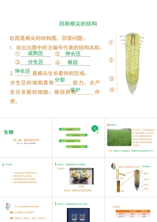 -八年级生物上册 3.2.2 根对水分的吸收课件（1）（新版）冀教版-（新版）冀教级上册生物课件