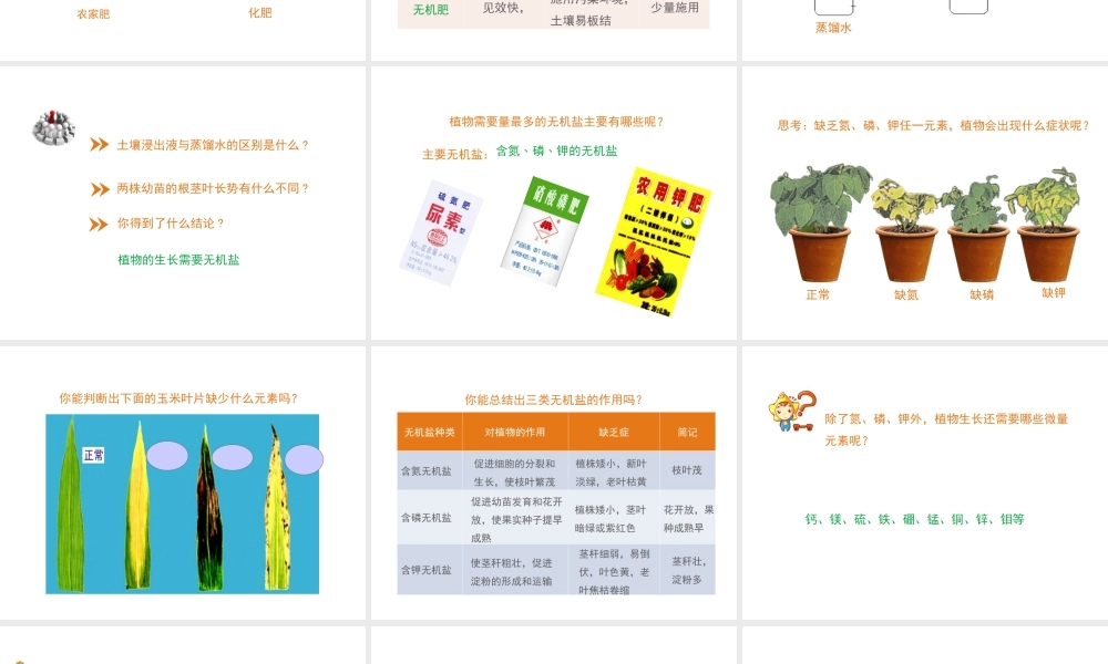 -八年级生物上册 3.2.3 无机盐与植物的生长课件（1）（新版）冀教版-（新版）冀教版初中八年级上册生物课件