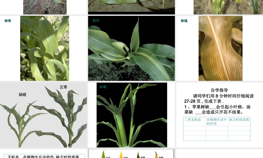 -八年级生物上册 3.2.3 无机盐与植物的生长课件（3）（新版）冀教版-（新版）冀教版初中八年级上册生物课件