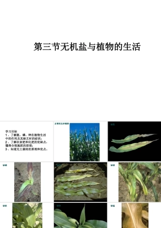 -八年级生物上册 3.2.3 无机盐与植物的生长课件（3）（新版）冀教版-（新版）冀教版初中八年级上册生物课件