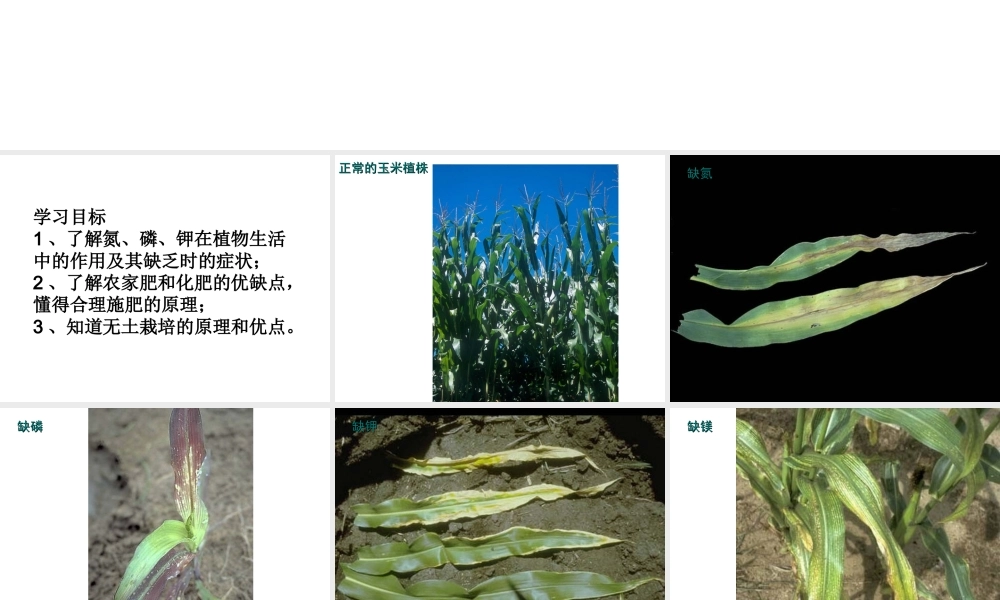 -八年级生物上册 3.2.3 无机盐与植物的生长课件（3）（新版）冀教版-（新版）冀教级上册生物课件