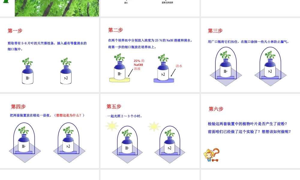 -八年级生物上册 3.3.2 光合作用的原料课件（1）（新版）冀教版-（新版）冀教级上册生物课件