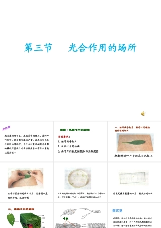 -八年级生物上册 3.3.3 光合作用的场所课件（1）（新版）冀教版-（新版）冀教版初中八年级上册生物课件